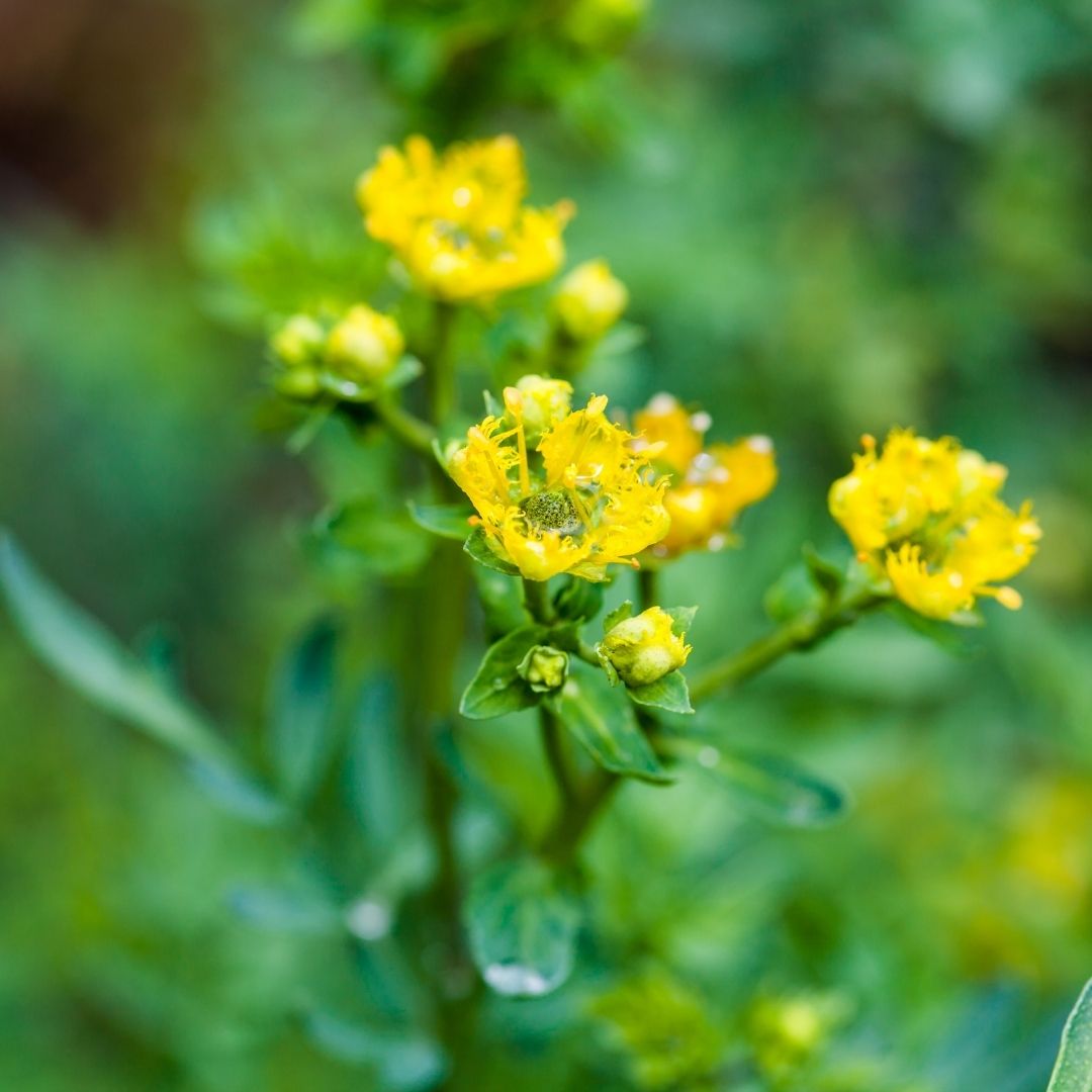 Close-up of Ruta graveolens (rue) showcasing bright yellow flowers and glossy green leaves with blurred garden background