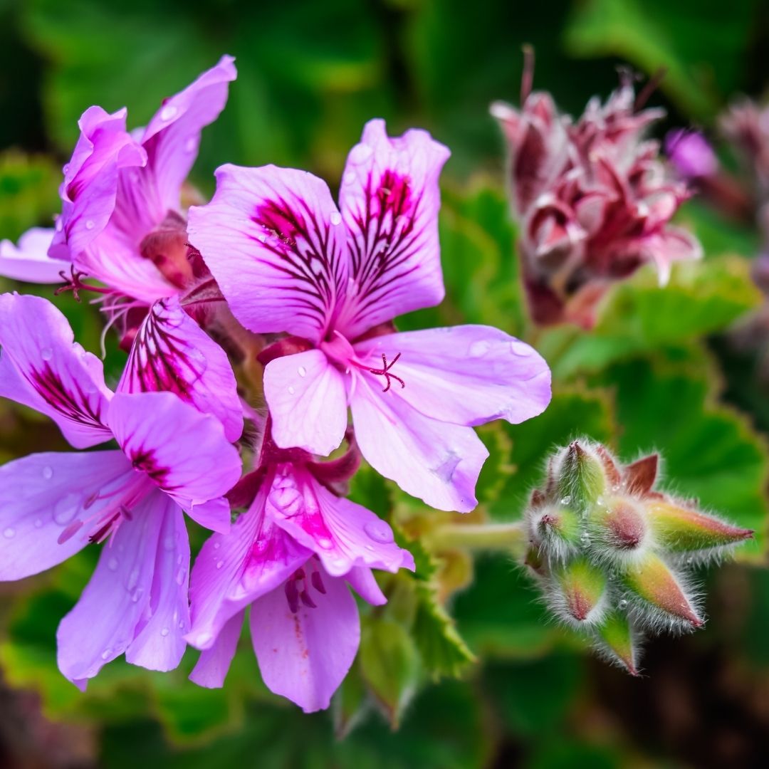 Close-up of rose geranium flowers showcasing purple veined petals and water droplets with blurred green foliage background