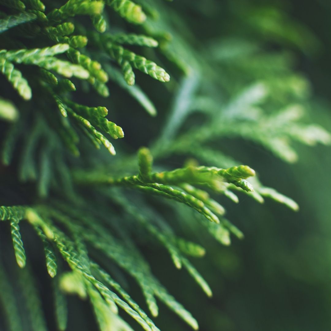 Close-up of Thuja occidentalis branch showing flattened scale leaves and bright new green tips with soft blurred green background