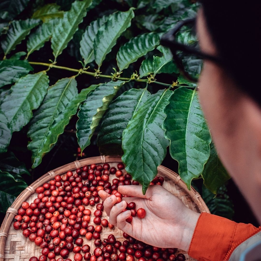 Person harvesting red coffee cherries into a woven basket under glossy Coffea leaves