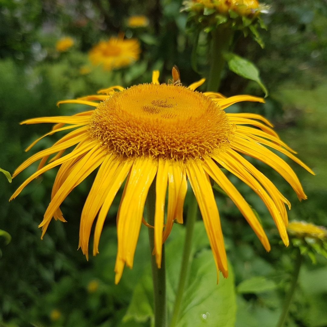 Elecampane (Inula helenium) close-up showing flat golden disk center and drooping yellow petals