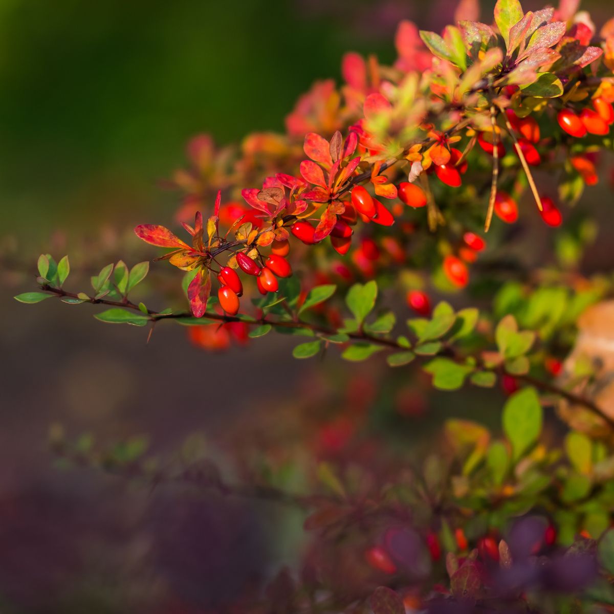 Barberry branch bearing clusters of bright red oblong berries and reddish-green leaves against a soft green blurred background
