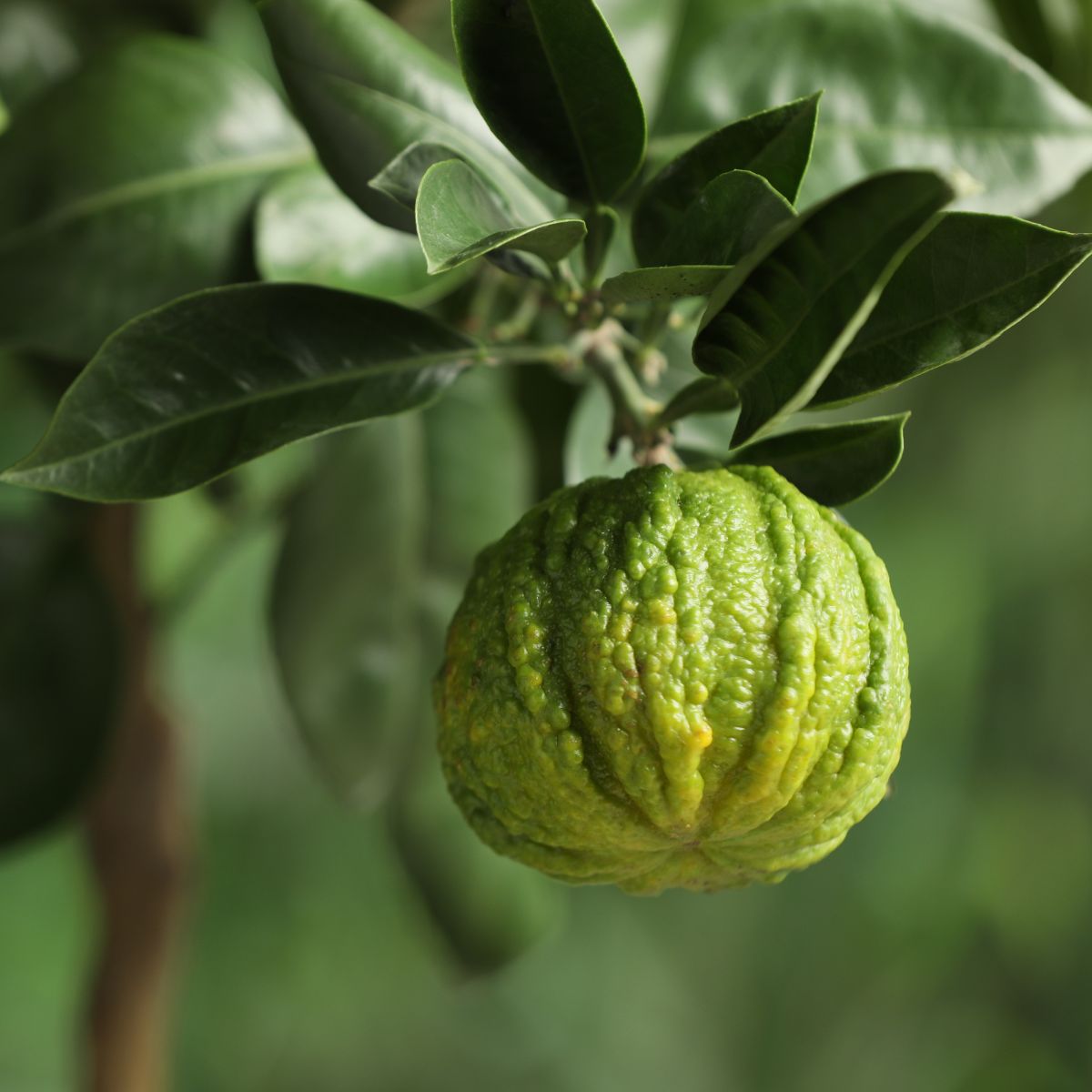 Close-up of Citrus bergamia bergamot orange showcasing a heavily textured green fruit on a branch with glossy leaves and a soft-focus green background