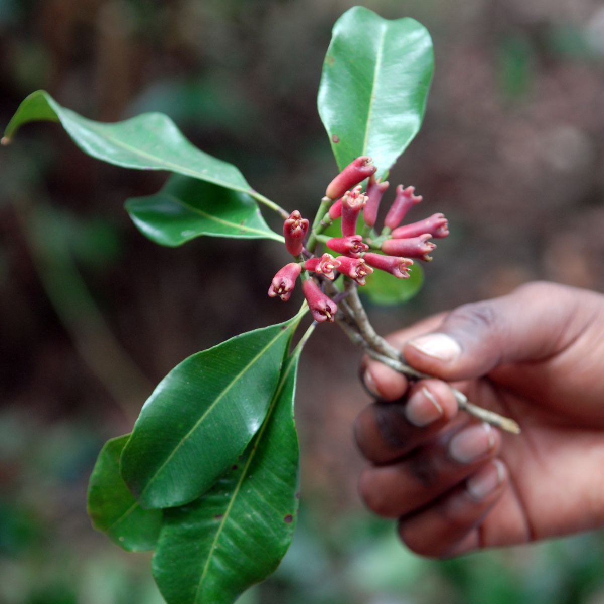 Close-up of clove (Eugenia caryophyllata) branch with red tubular buds and glossy green leaves held in a hand against a blurred woodland background