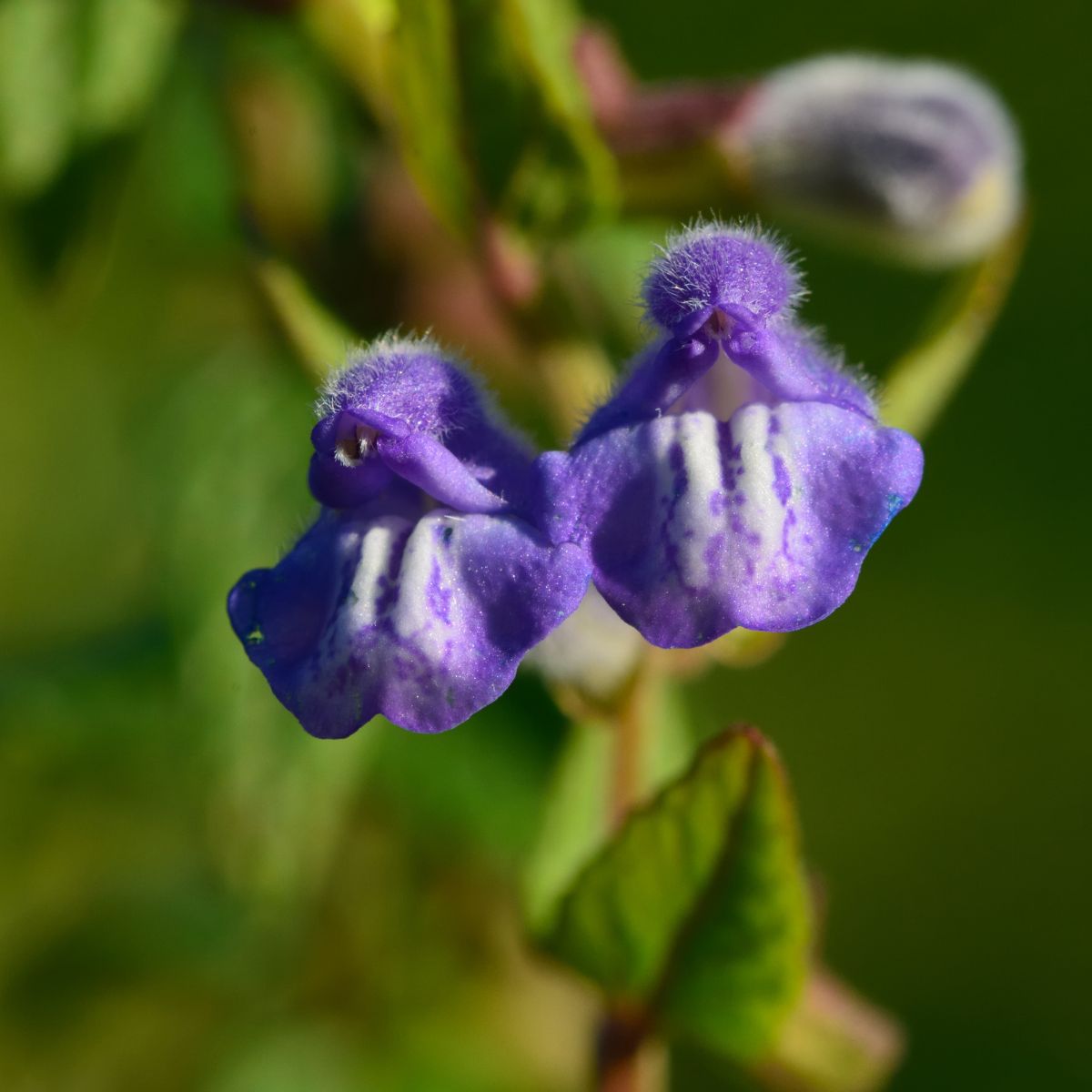 Close-up of Scutellaria lateriflora showing two purple skullcap flowers with white markings on blurred green background
