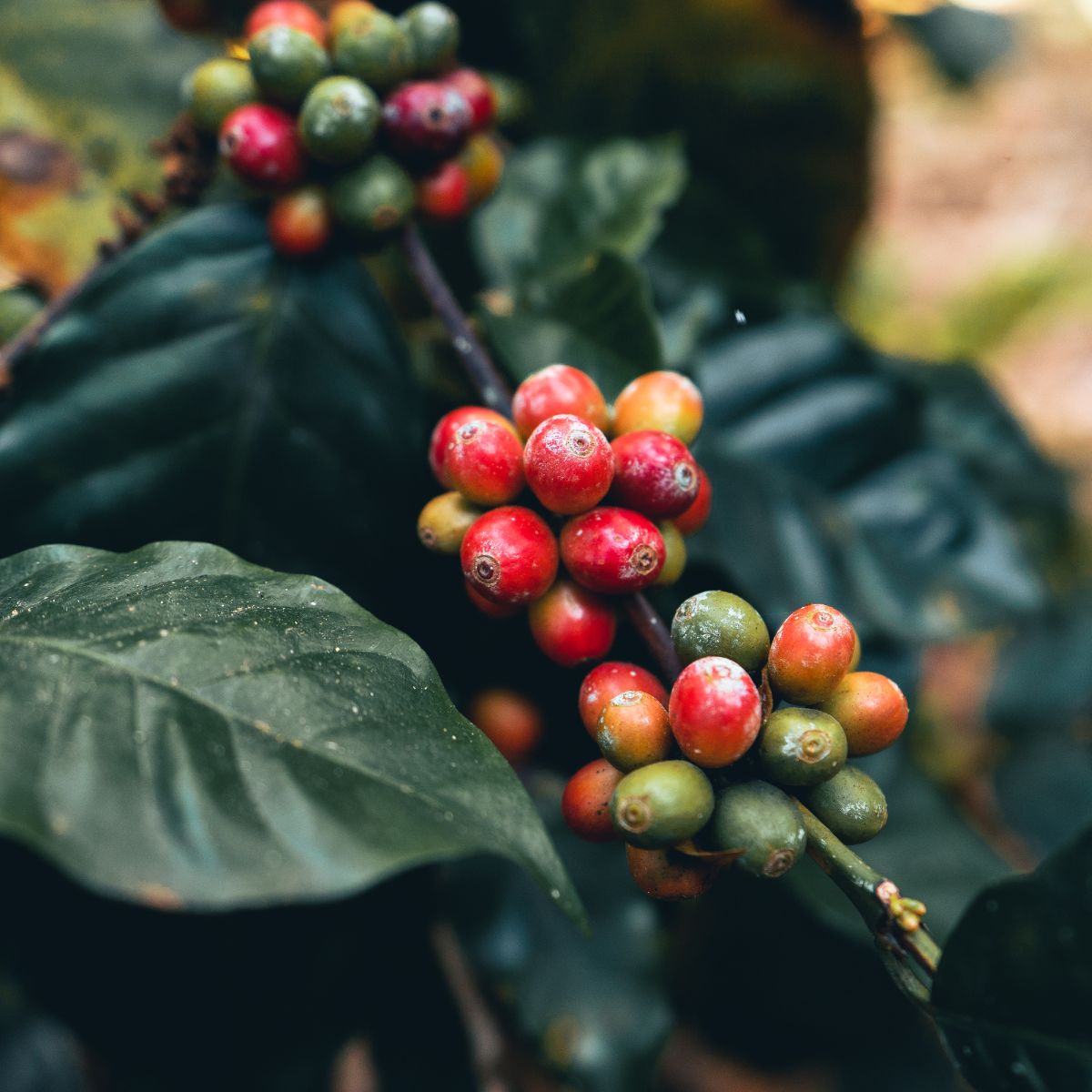 Cluster of red and green Coffea arabica coffee cherries on a branch with dark green leaves