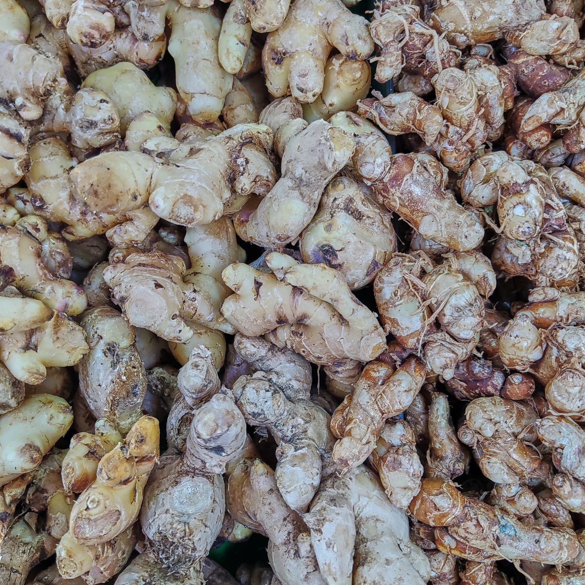 Close-up of ginger root showcasing knobbly tan-brown rhizomes in a tight pile