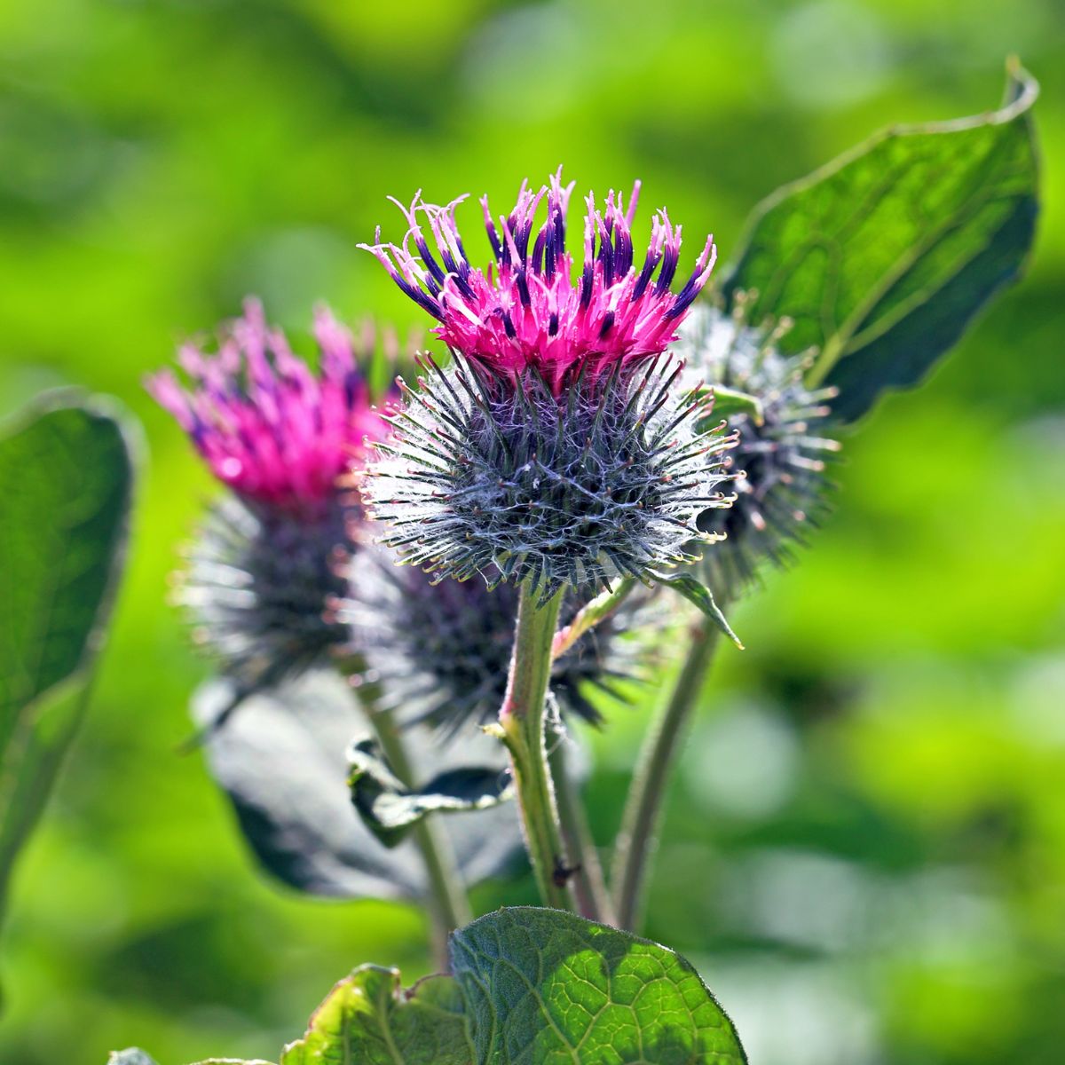 Close-up of Arctium lappa burdock showing spiky burrs topped by pink and purple flowers against a blurred green background