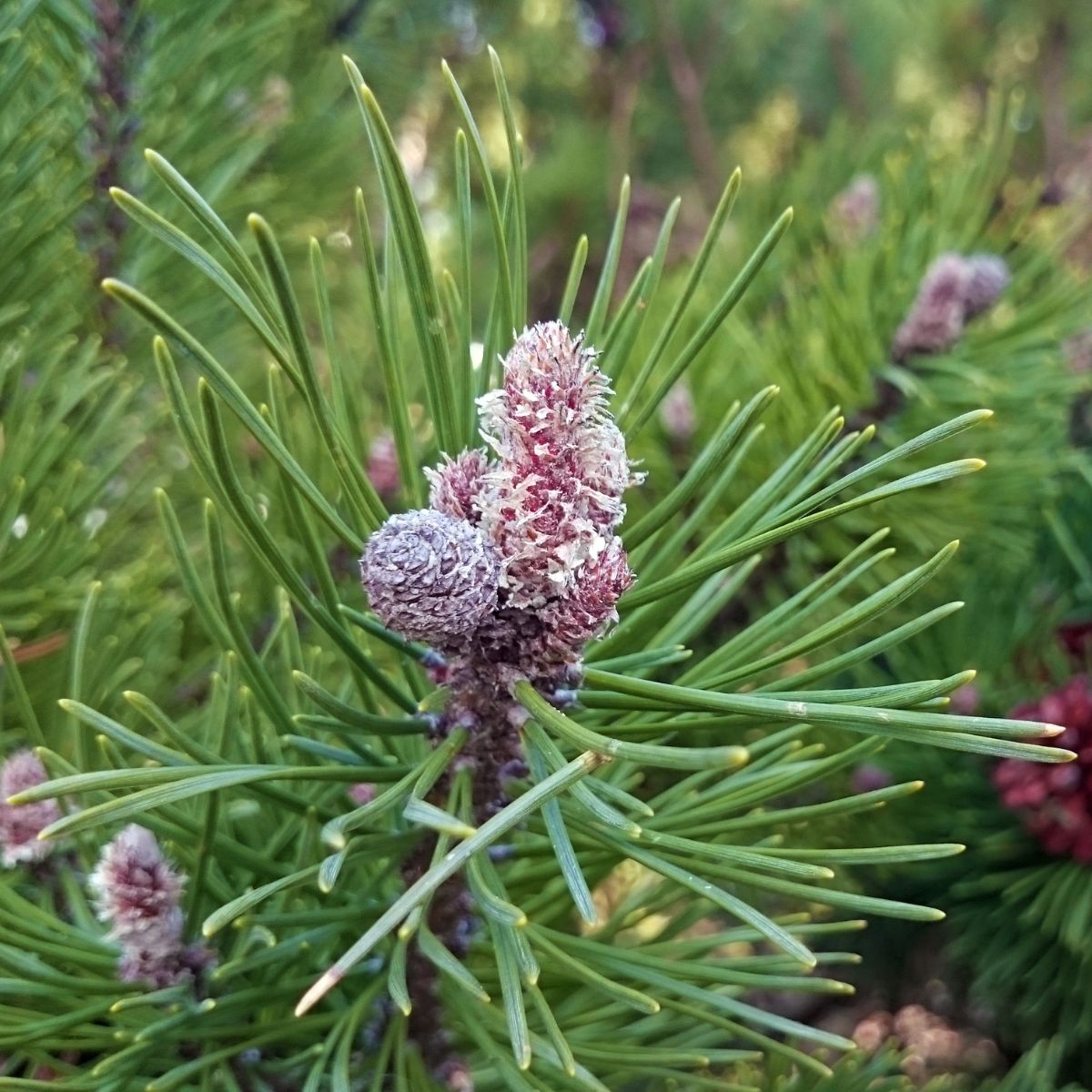 Close-up of Pinus sylvestris branch showing paired green needles and young reddish cones against blurred foliage background