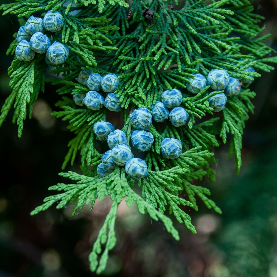 Close-up of a cypress branch with bright green scale-like foliage and clusters of small blue-gray seed cones against a blurred dark background