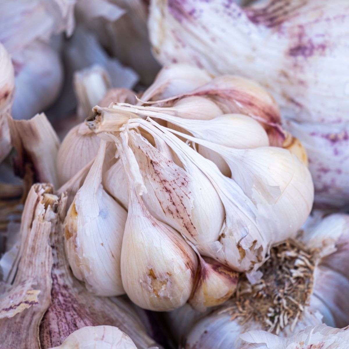 Close-up of garlic bulbs (Allium sativum) showcasing papery skins and clustered cloves against a soft pile of garlic