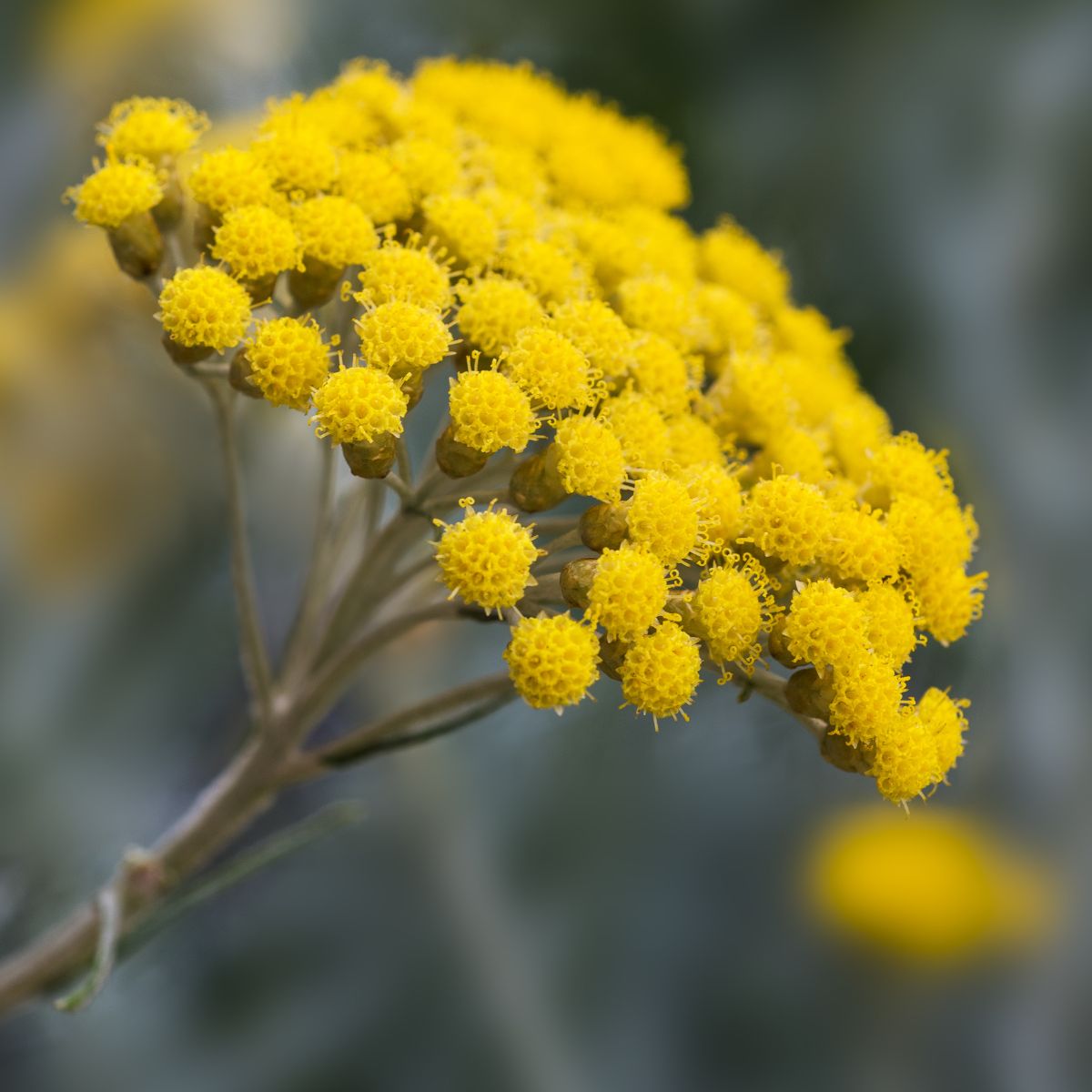 Close-up of Helichrysum flowers showing clustered bright golden-yellow button-like blooms with soft green blurred background