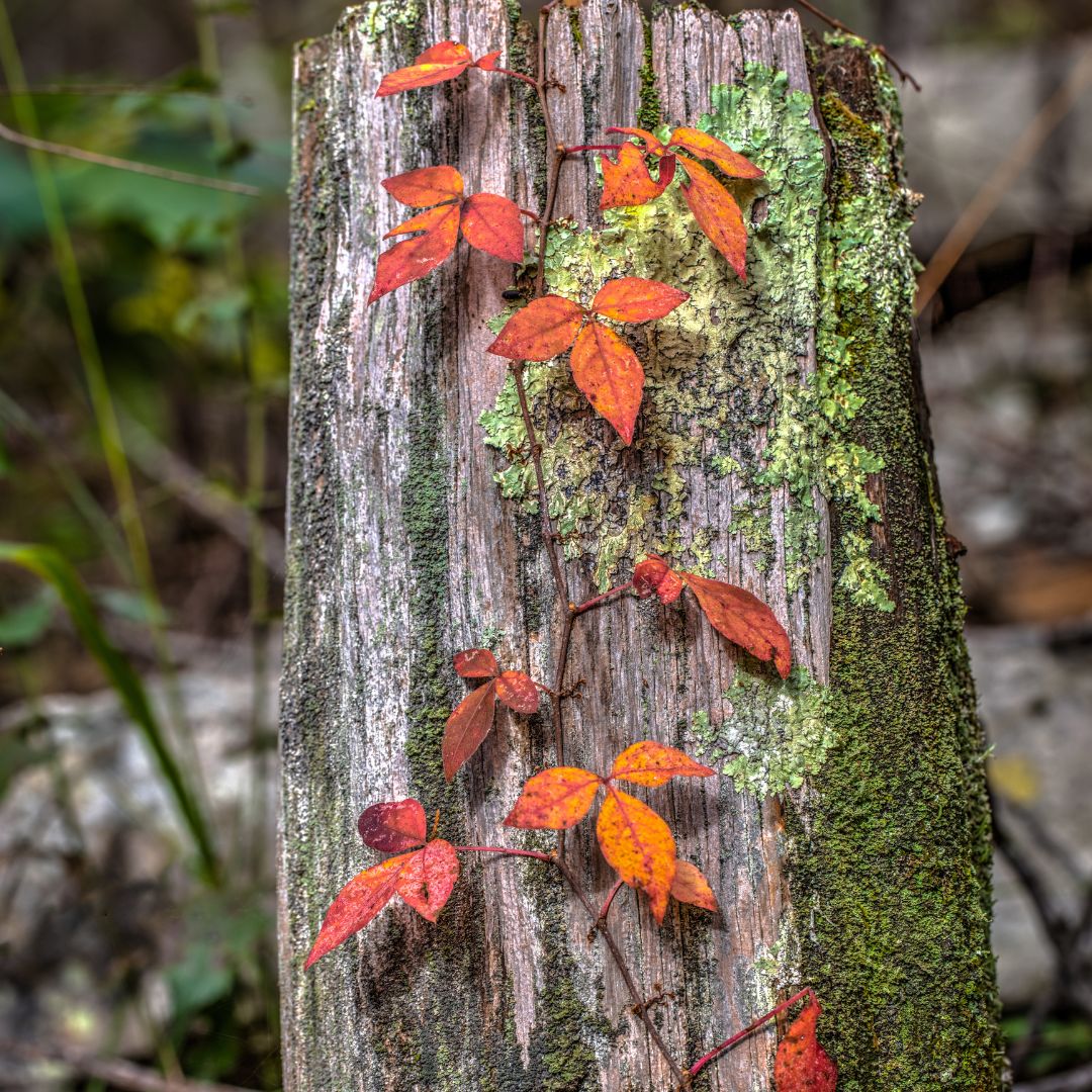 Poison ivy vine climbing a weathered wooden post with red autumn leaves and green lichen