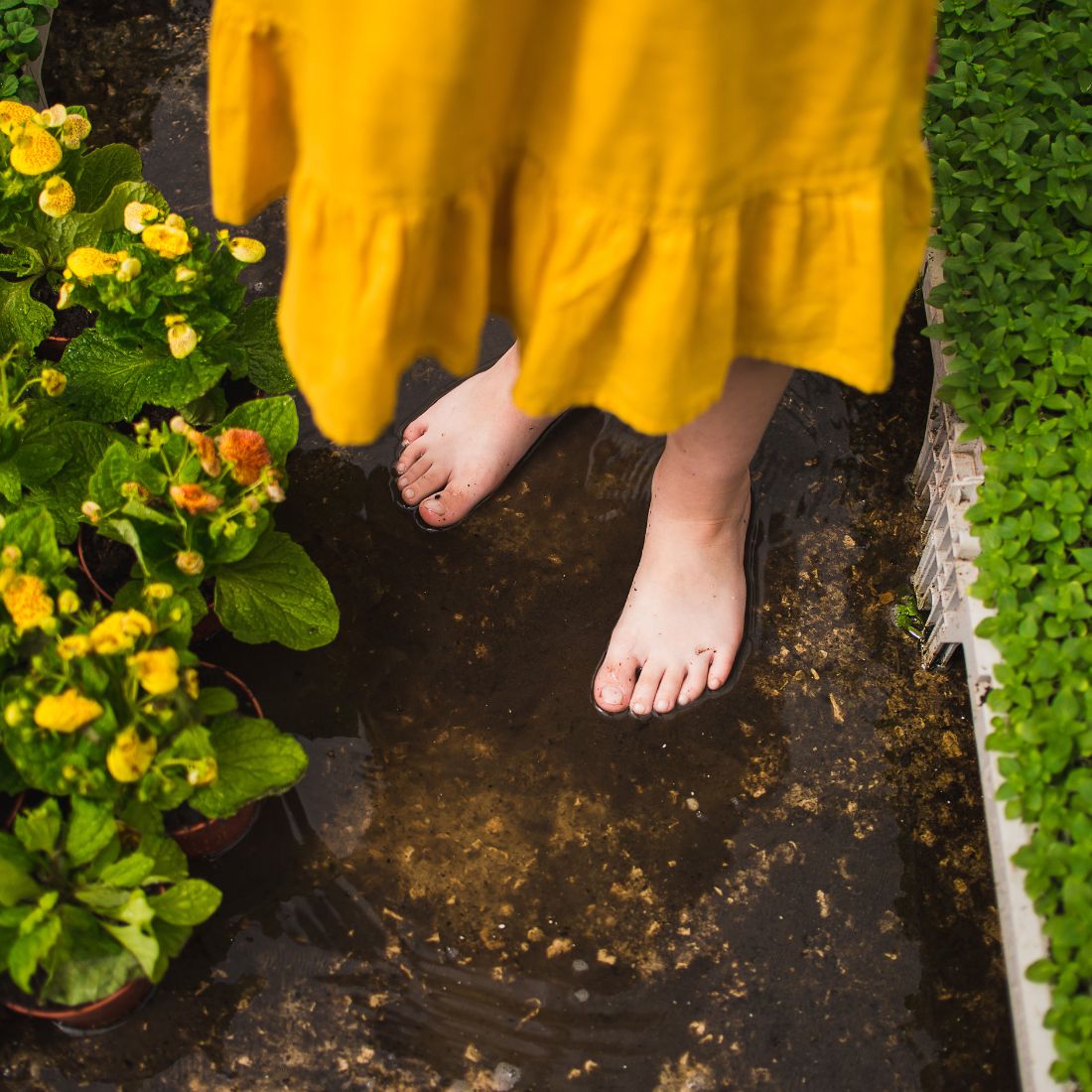 Bare feet standing in a shallow muddy puddle between potted yellow flowers, hem of a yellow skirt visible