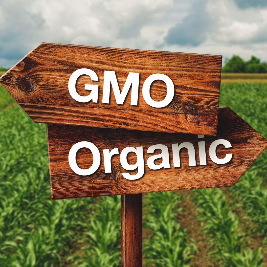 Wooden directional signs reading GMO and Organic in a green crop field under a cloudy sky