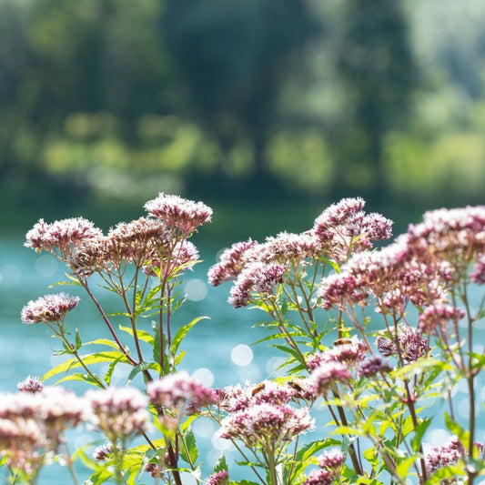 Valerian perennial plant, scientific name Valeriana officinalis