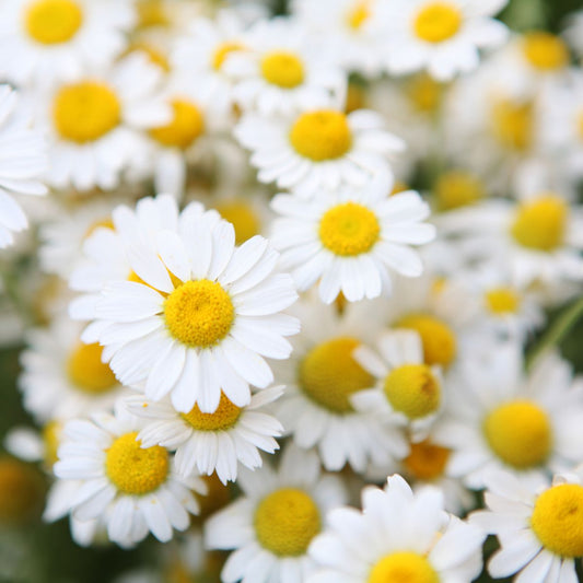 Anthemis Nobilis