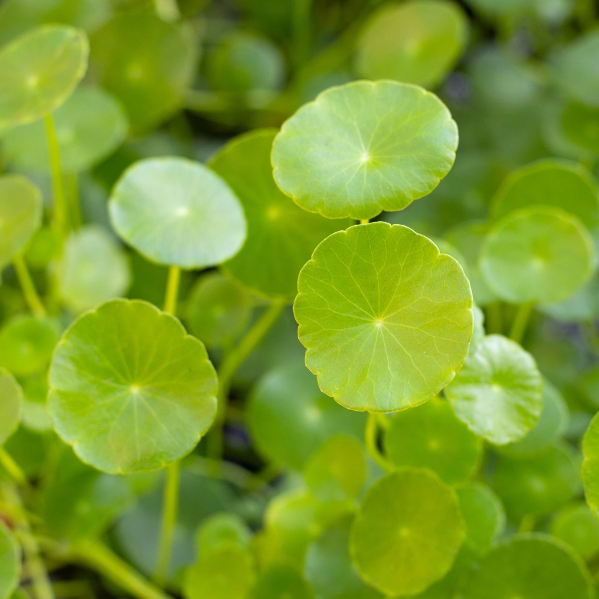 Hydrocotyle Asiatica