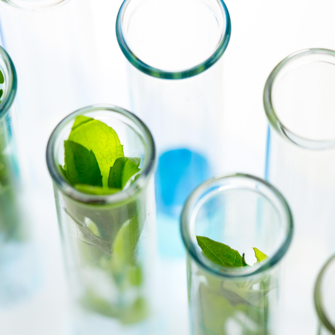 Green leaves in glass test tubes on a bright laboratory surface, illustrating botanical extracts and natural medicine