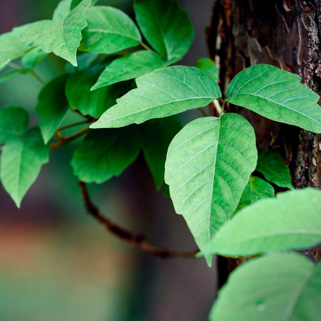 Close-up of bright green poison ivy leaves on a vine beside tree bark