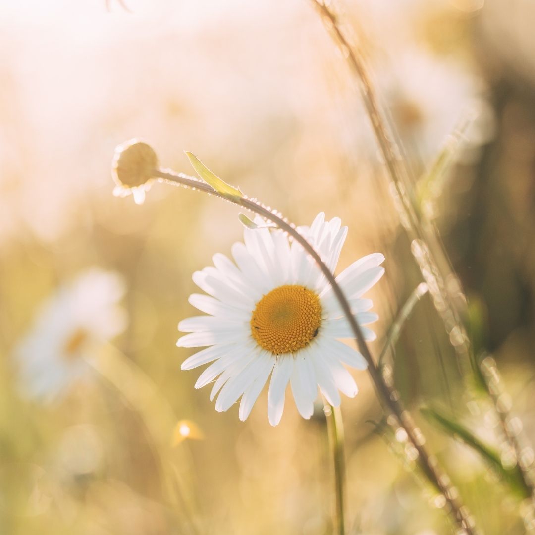 Close-up of a chamomile (Matricaria chamomilla) flower in a sunlit meadow with soft golden bokeh background
