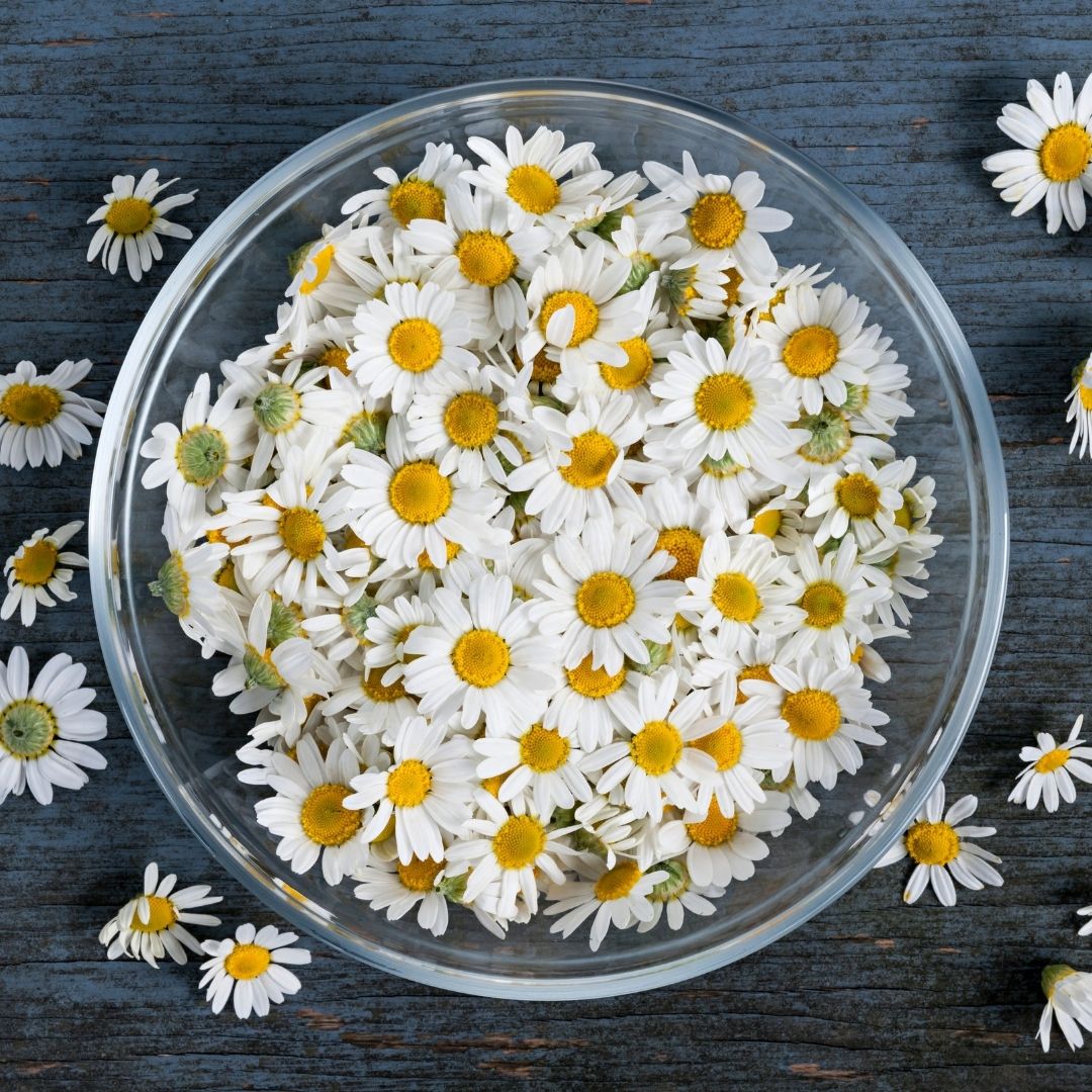 Top-down view of Roman chamomile flowers in a glass bowl showcasing white petals and yellow centers on a weathered blue wooden surface