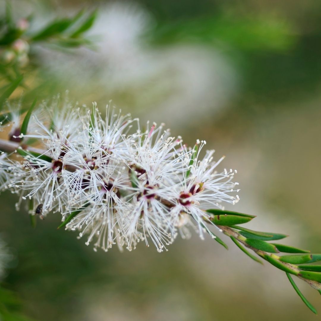Close-up of Niaouli (Melaleuca quinquenervia) white bottlebrush flowers on a green stem