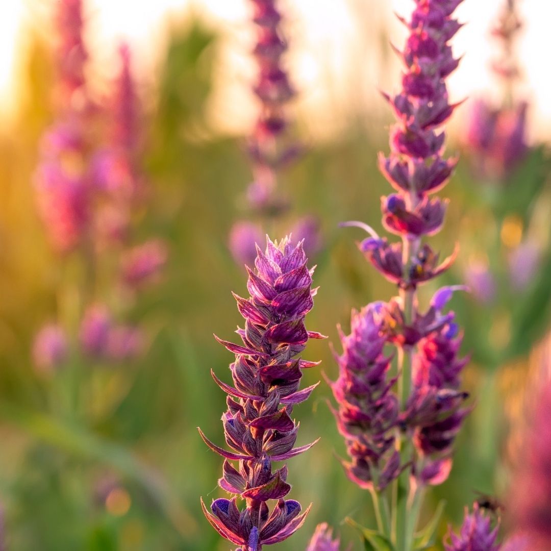 Close-up of clary sage (Salvia sclarea) showcasing purple flower spikes and bracts with a sunlit blurred meadow background