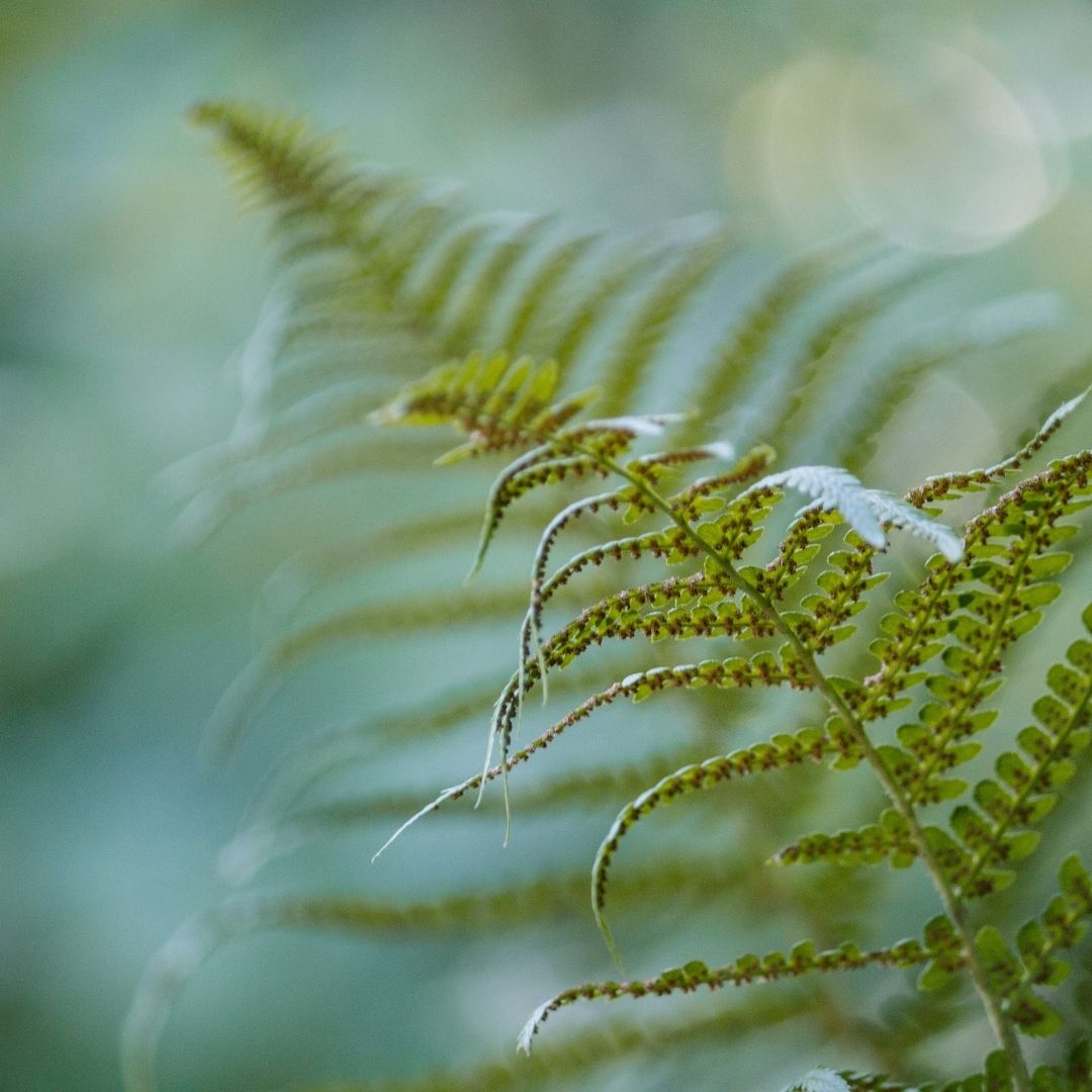 Green fern fronds arching against a soft out-of-focus forest background