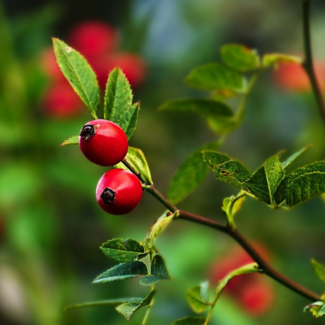 Close-up of a rosehip branch with two bright red rosehips and serrated green leaves against a blurred green background