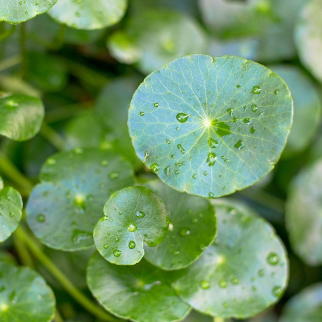 Top-down view of Hydrocotyle asiatica (gotu kola) leaves with water droplets on a blurred green background