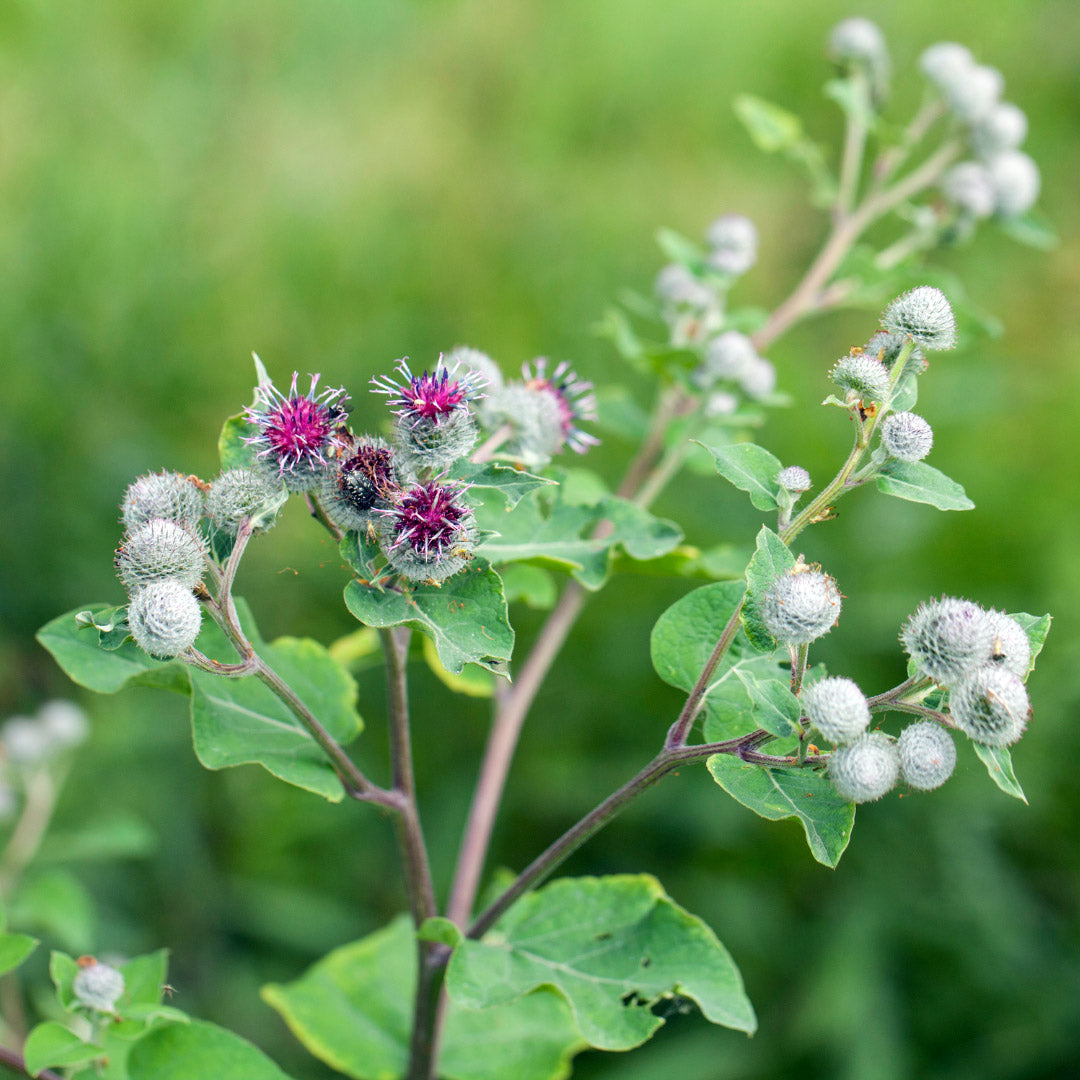 Burdock (Arctium lappa) stems with fuzzy round burrs and small purple flowers in a green meadow