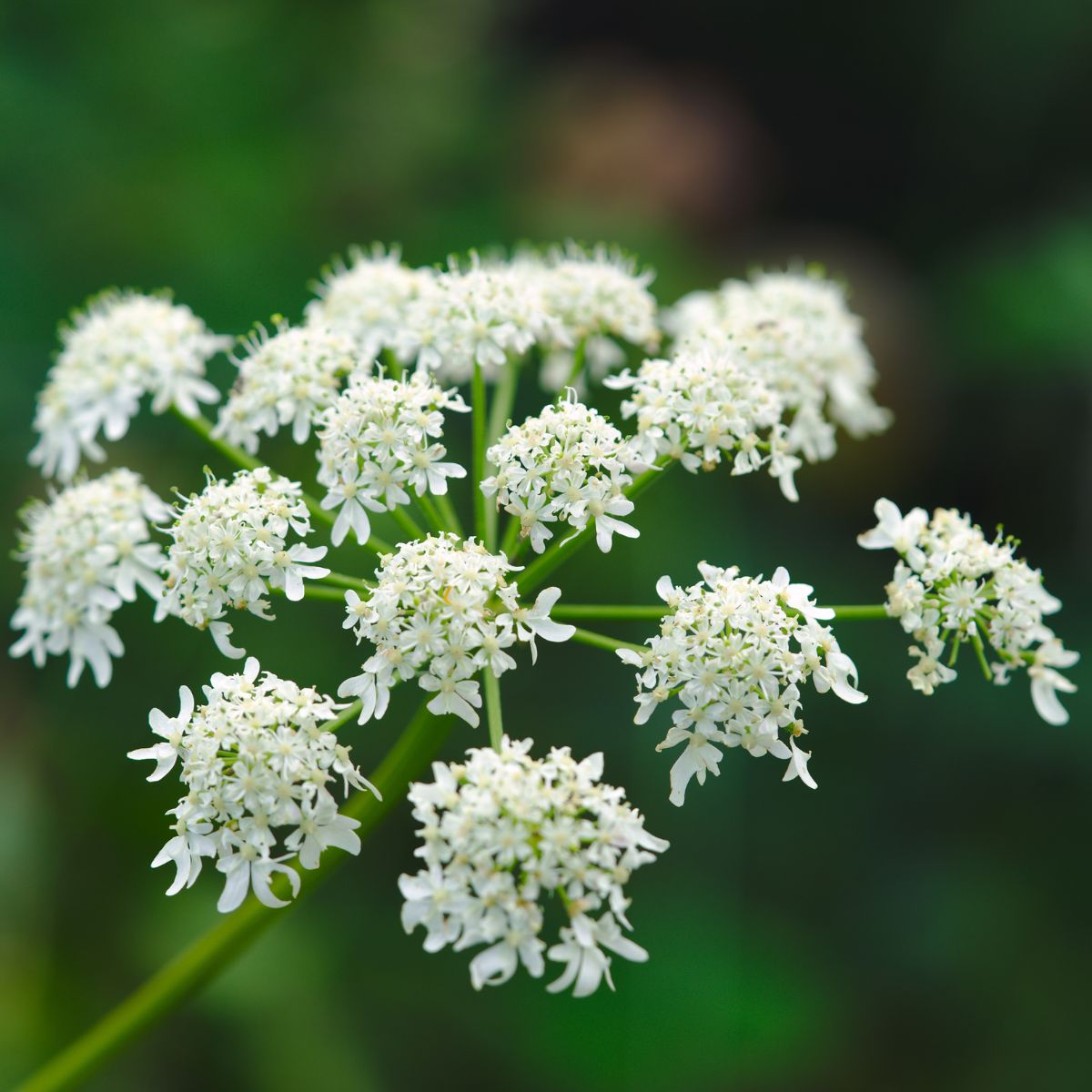 Close-up of Angelica archangelica showing umbrella-like clusters of small white flowers with blurred green background