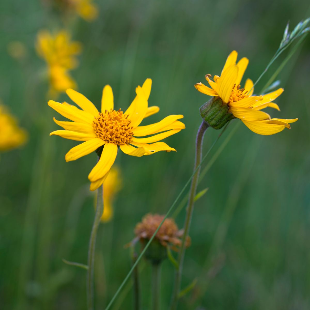 Close-up of Arnica montana with two yellow daisy-like flowers and central disk florets against blurred green background