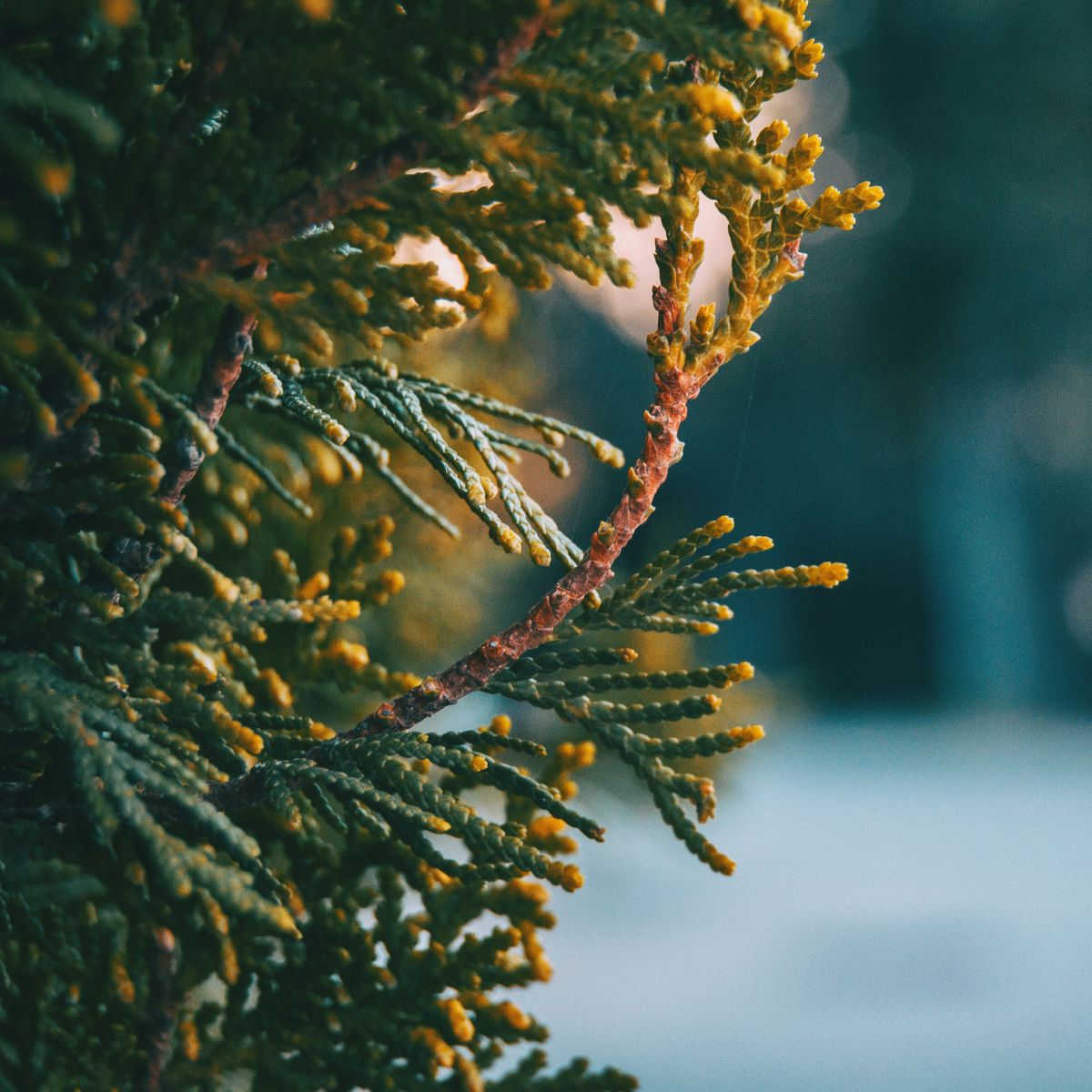 Close-up of Cupressus sempervirens branch showcasing yellow pollen buds and scale-like leaves with a soft blue-gray blurred background
