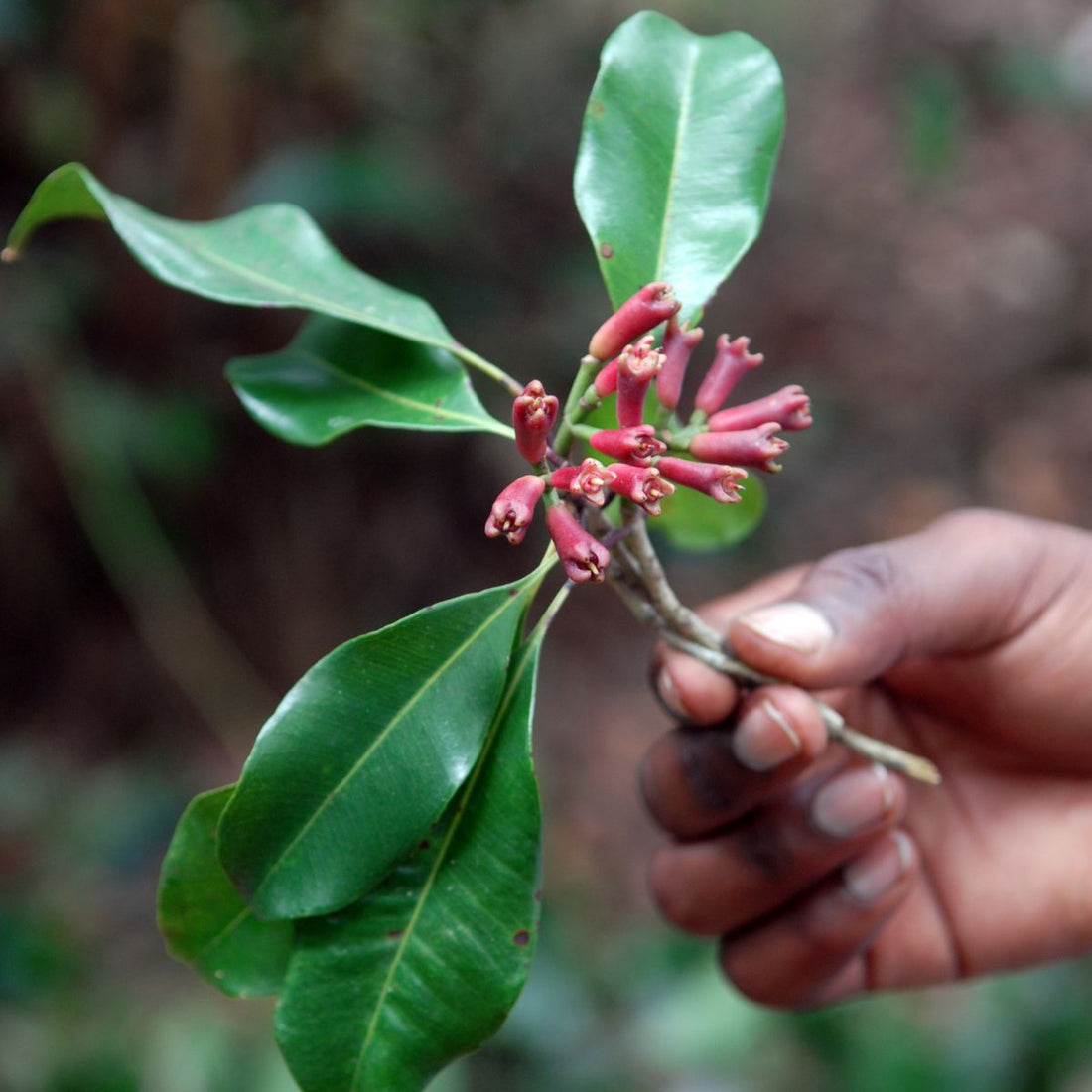 Close-up of clove (Eugenia caryophyllata) branch with red tubular buds and glossy green leaves held in a hand against a blurred woodland background