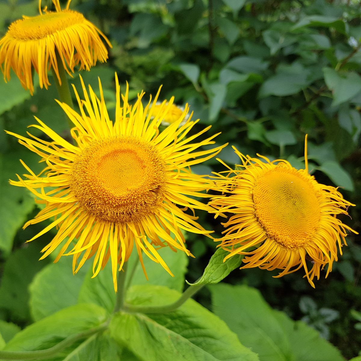 Close-up of Inula helenium flowers showcasing bright yellow daisy-like heads and spiky petals with green leafy background