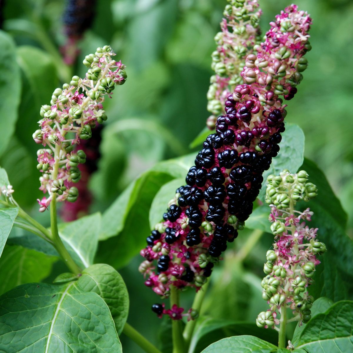 Close-up of Phytolacca americana showing a spike of dark purple and green berries against a leafy background