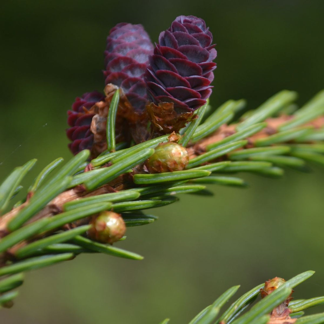Close-up of Picea mariana (black spruce) branch showcasing small purple immature cones and green needles with soft green blurred background