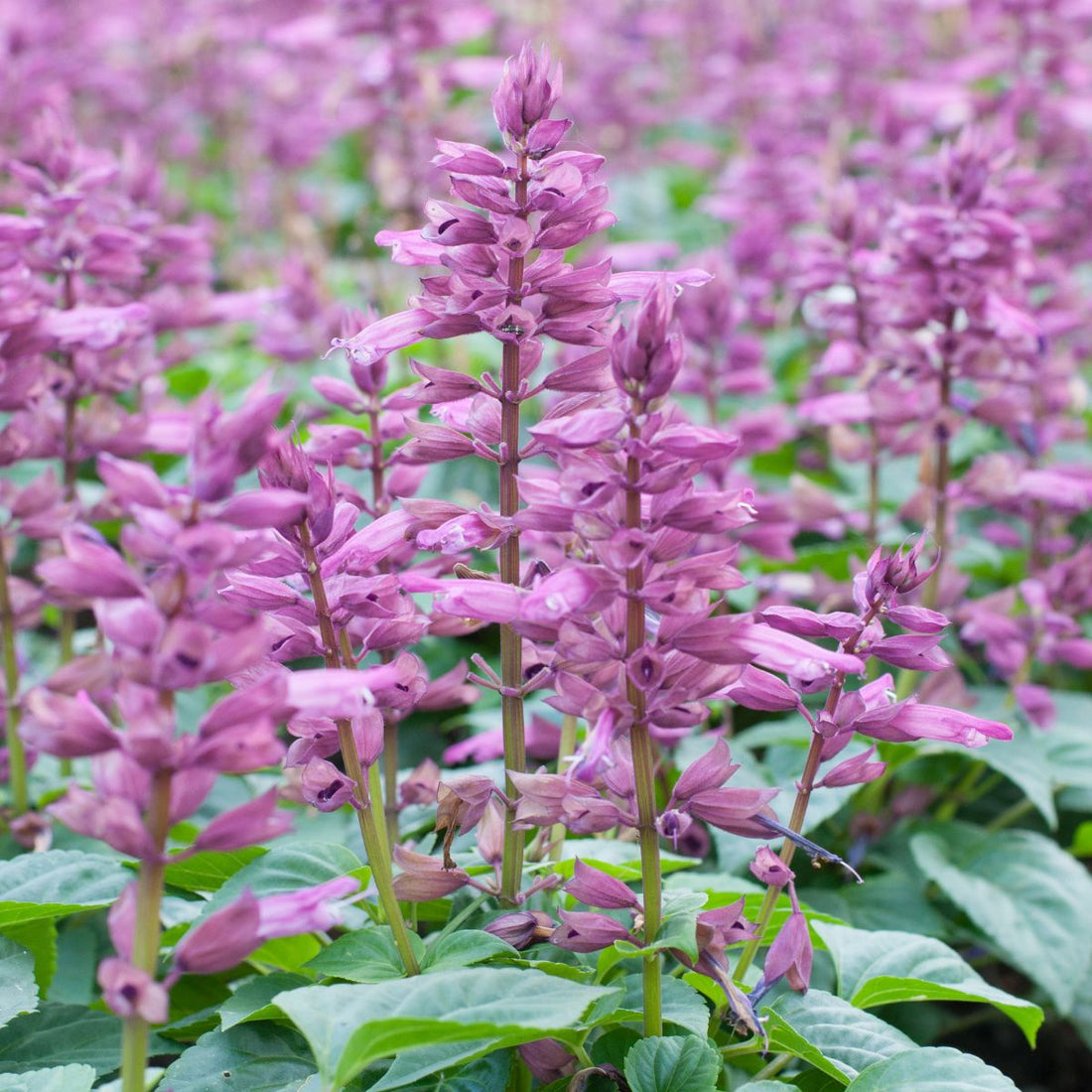 Close-up of Salvia sclarea (clary sage) showcasing purple flower spikes and green leaves with a blurred field background