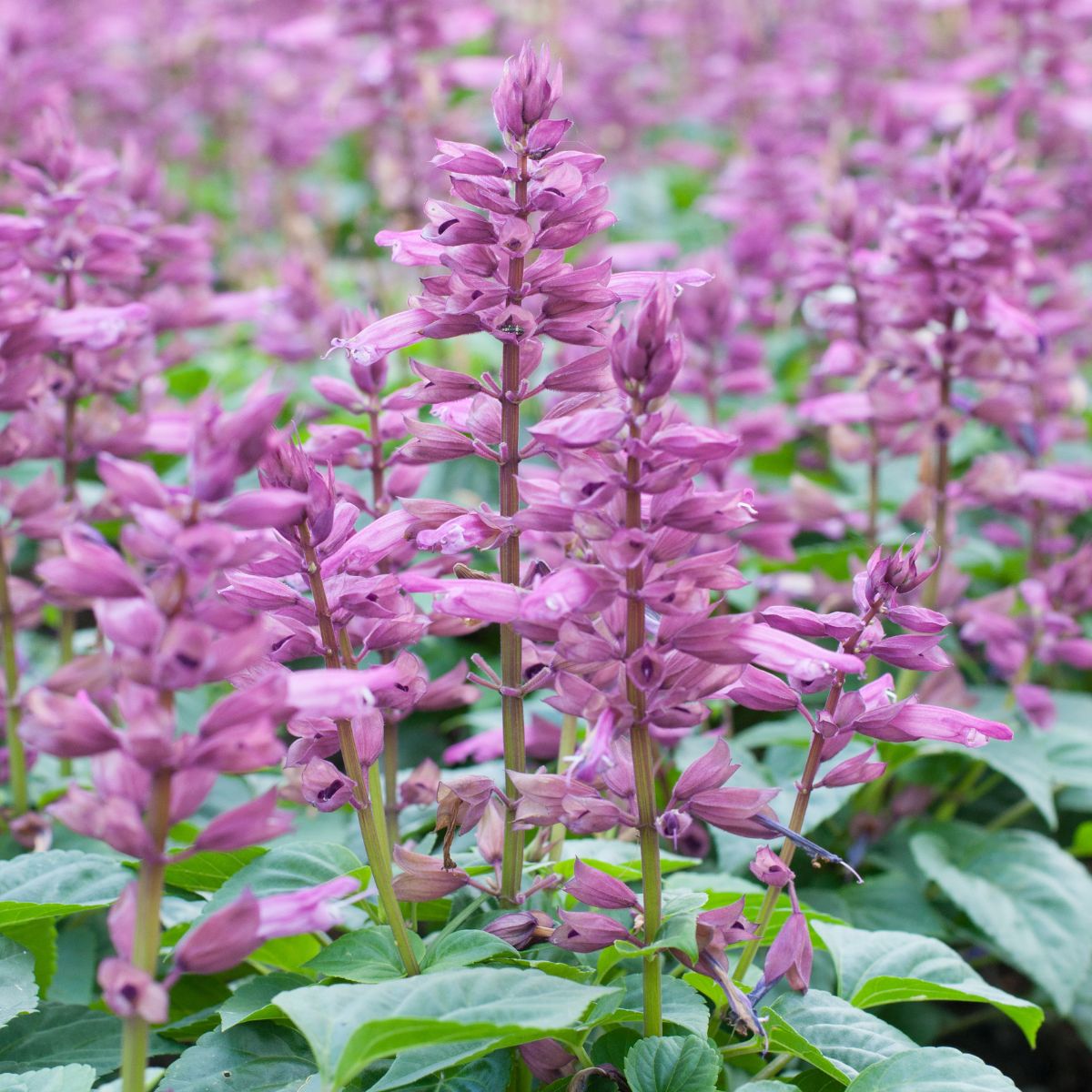Close-up of Salvia sclarea (clary sage) showcasing purple flower spikes and green leaves with a blurred field background