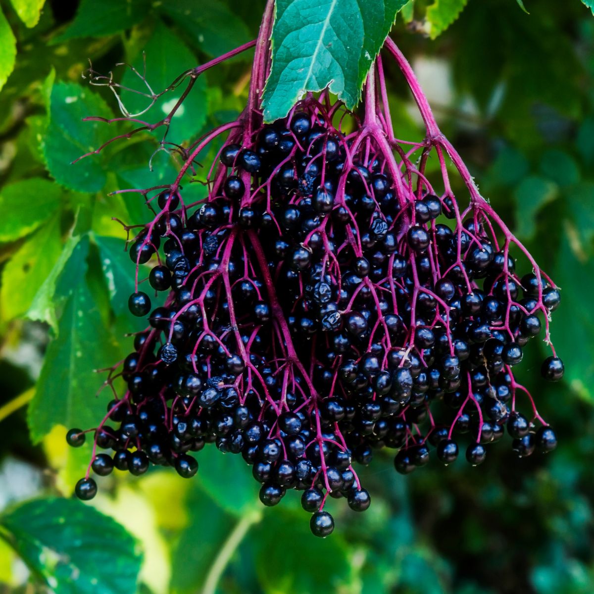 Close-up of Sambucus nigra elderberry cluster showing glossy dark purple berries and magenta stems against green leaves