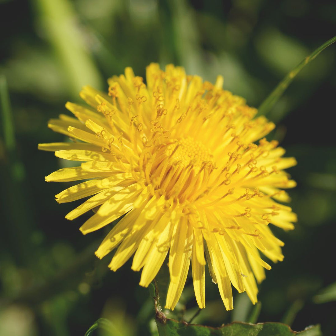 Close-up of dandelion (Taraxacum officinale) showing bright yellow petals and central disk with blurred green background