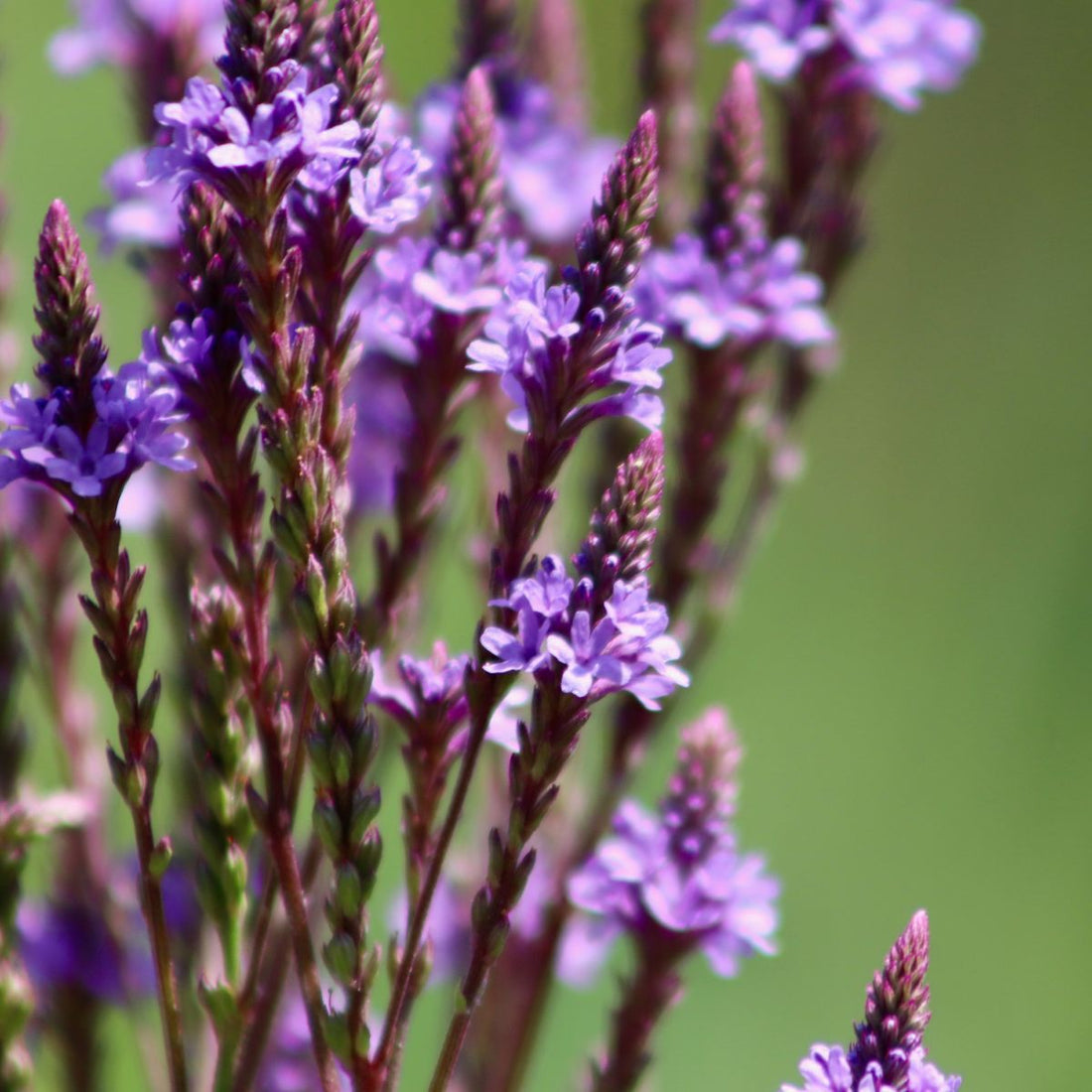 Close-up of Verbena Hastata showing purple-blue tubular flowers and slender stems against a soft green background