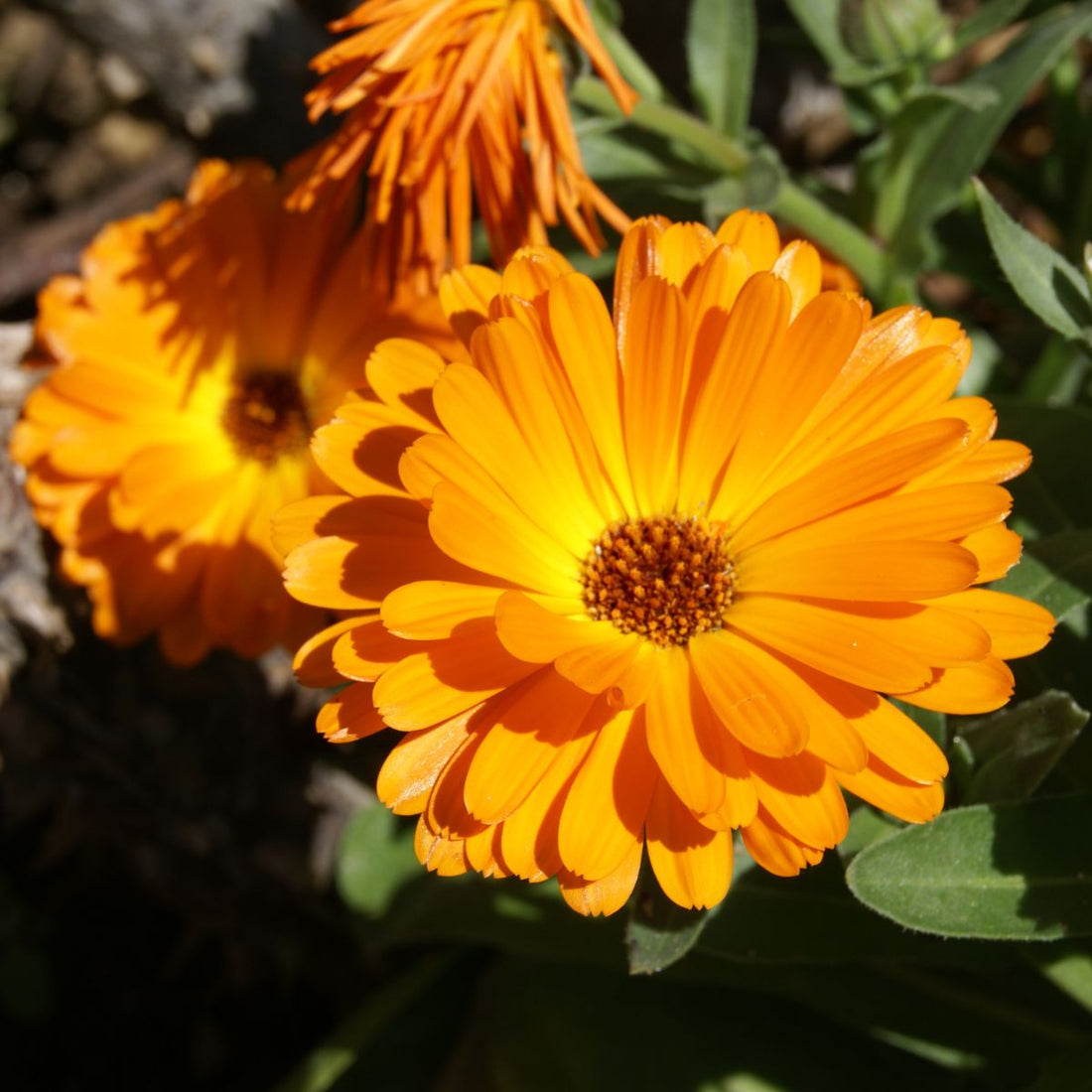 Close-up of calendula officinalis pot marigold showing bright orange petals and a dark central disk with green leaves