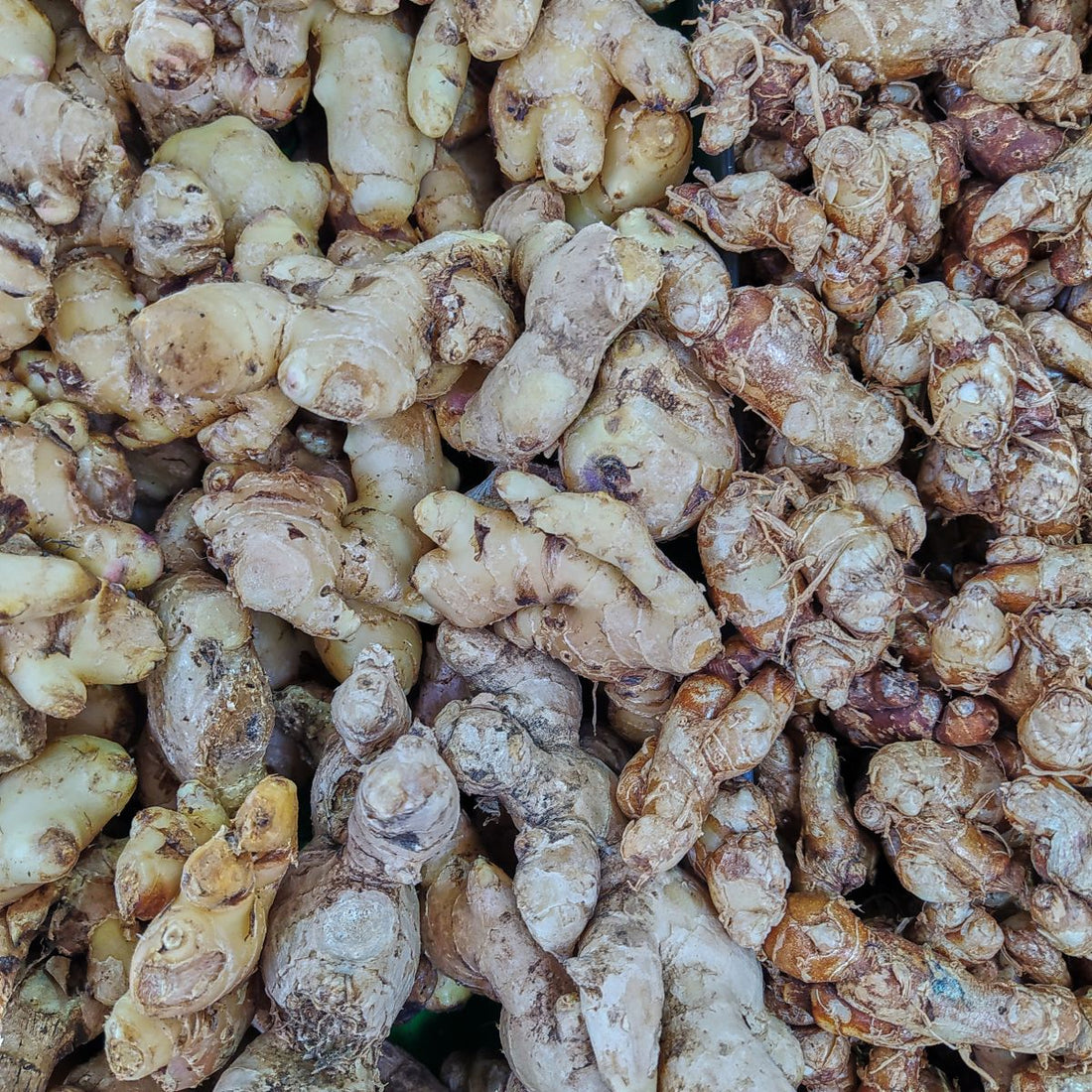 Close-up of ginger root showcasing knobbly tan-brown rhizomes in a tight pile