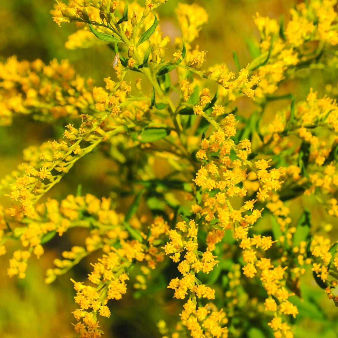 Close-up of Solidago (goldenrod) showing clusters of small bright yellow flowers on green stems with blurred background