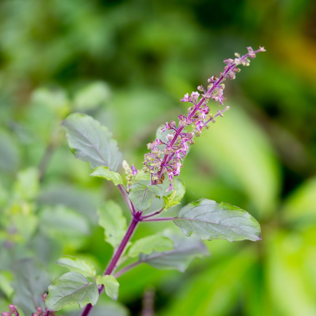Close-up of Ocimum (holy basil) showing purple stem and pinkish flower spike with green leaves and blurred garden background