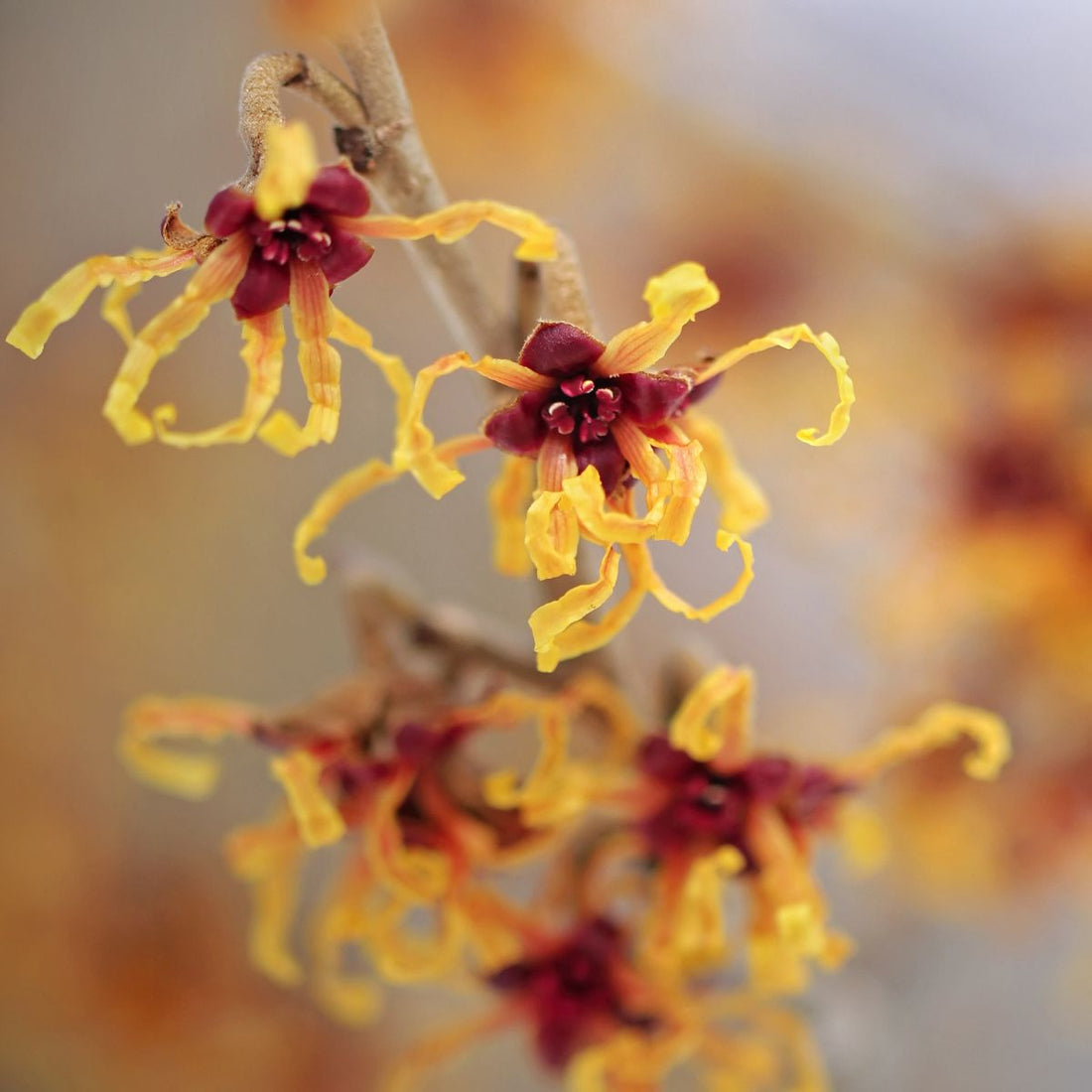 Witch-hazel (Hamamelis virginiana) blossoms with yellow strap-like curled petals and reddish centers on a blurred beige background