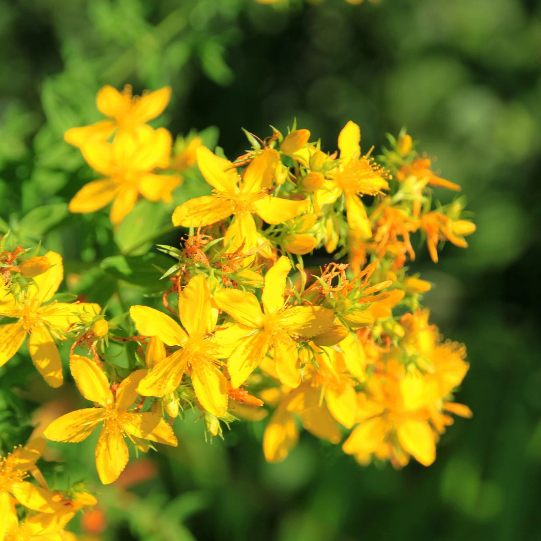 Close-up of Hypericum perforatum, St John’s wort, showing clusters of bright yellow five-petaled flowers and visible stamens against a blurred green background